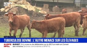 Tuberculose bovine: quatre foyers détectés dans l'Orne