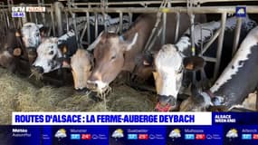 Routes d'Alsace: à la découverte de la ferme-auberge Deybach 