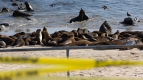 Secteur interdit sur la plage californienne de San Carlos, connue pour abriter des lions de mer, en août 2024