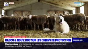 Alpes du Sud: un film-documentaire sur les chiens de protection des troupeaux