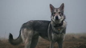 Un chien loup "Saarloos".
