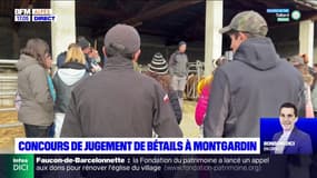 Montgardin: un concours de jugement de bétails organisé ce lundi