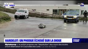 Pas-de-Calais: un phoque échoué sur la digue à Hardelot
