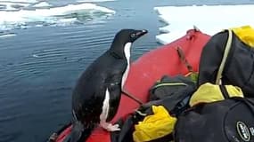 En Antarctique, ce manchot bondit sur le zodiac de scientifiques