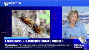 États-Unis: qu'est-ce que la "cigale zombie" ? BFMTV répond à vos questions