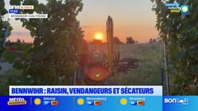 Raisins et sécateurs: top départ pour les vendanges à Bennwihr