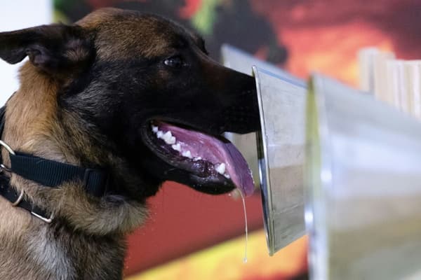 Un chien est entraîné à détecter par l'odorat un tissu infecté par le nouveau coronavirus à Maison-Alfort, le 13 mai 2020 près de Paris