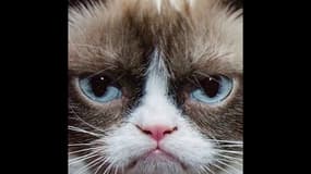 5 choses que vous ignoriez sur Grumpy Cat (qui nous a quittés)
