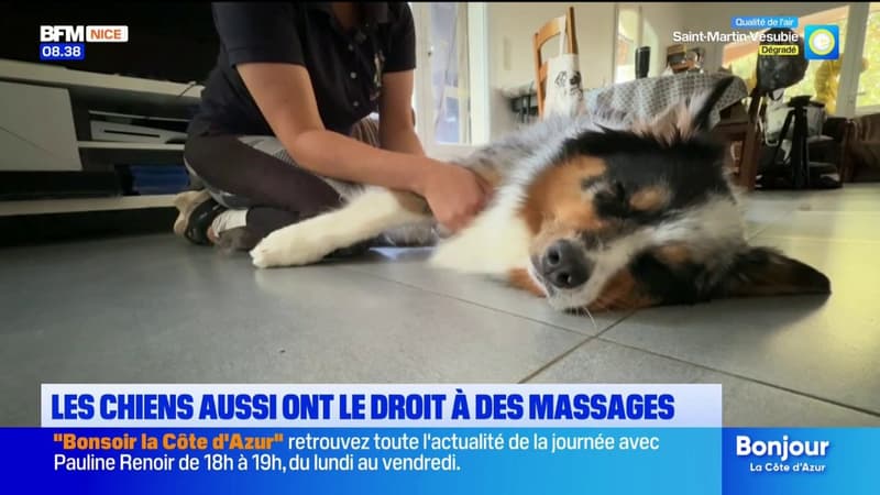 Les chiens aussi ont le droit à des massages !