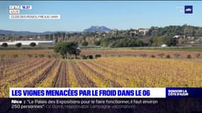 Fréjus: les viticulteurs protègent leurs vignes menacées par le froid