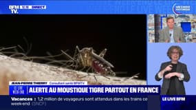 Alerte au moustique tigre partout en France, quelles sont les bonnes pratiques pour s'en protéger?