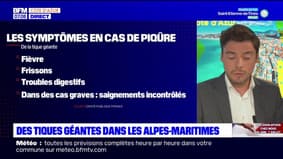 Alpes-Maritimes: des tiques géantes présentes dans le département, attention aux piqûres