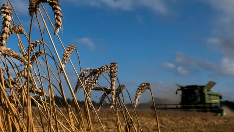 Un champ de blé à Saint-Philbert-sur-Risle, dans l'Eure, le 15 août 2021.