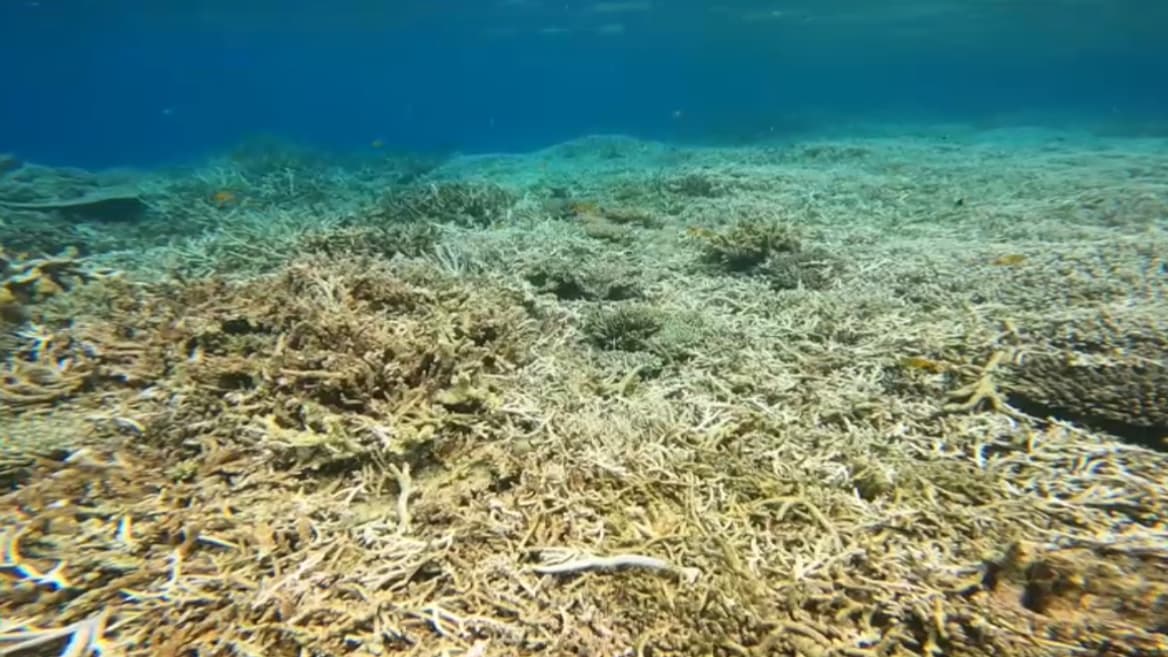 Les coraux de Mayotte après le passage de Chido, janvier 2025 