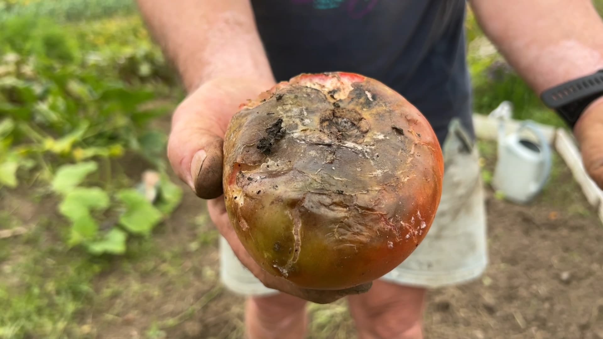 Une tomate atteinte par le mildiou dans un jardin du Havre (Seine-Maritime) à la mi-août 2023.