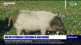 Six-Fours: un mystérieux cochon se balade dans la ville