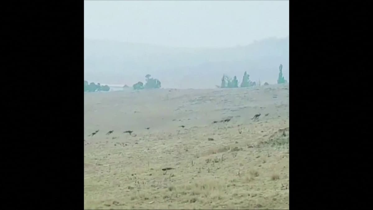 placeholder video