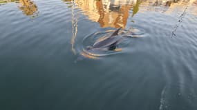 Un dauphin égaré dans le port de Hyères (Var) le dimanche 29 décembre 2024.