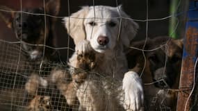 Des chiens abandonnés  le 12 novembre 2021 (photo d'illustration).