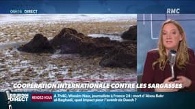 Objectif Terre : Coopération internationale contre les sargasses - 28/10