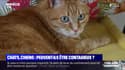 Coronavirus: un chat testé positif pour la première fois en France