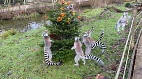 Des sapins de Noël invendus utilisés dans les enclos des animaux au zoo de Thoiry (Yvelines).