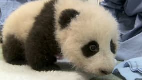 Le bébé panda du zoo de San Diego s'appelle Xiao Liwu, soit "Petit Cadeau"