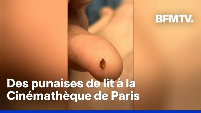 "C'était l'hécatombe": des spectateurs piqués par des punaises de lit à la Cinémathèque de Paris