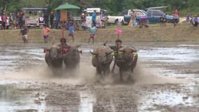 Cette course de buffles est l’événement d’un festival thaïlandais