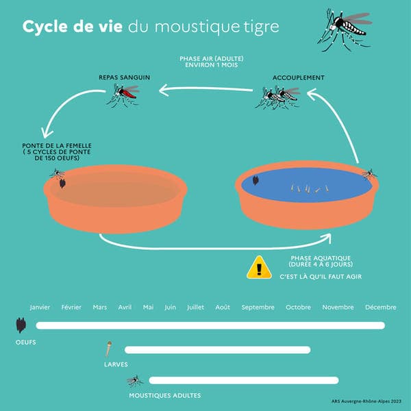 Le cycle de vie du moustique tigre.