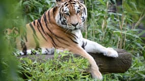 Une dizaine de tigres de Sibérie ont été saisis dans un élevage clandestin en Chine et confiés aux parcs zoologiques des environs. 