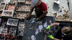 Des pêcheurs trient la pêche du jour à bord du chalutier Edouard Français, le 11 août 2021 au large de Port-la-Nouvelle, dans l'Aude