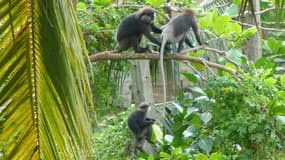 Singes noirs sur les hauteurs de Galle, au Sri Lanka