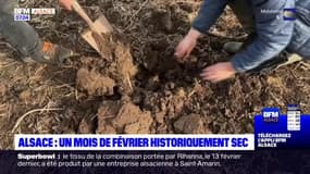 Alsace: les agriculteurs touchés par une sécheresse historique en février