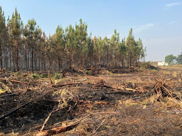 Des hectares de pinède brûlés entre les communes de Saint-Magne et Belin-Beliet
