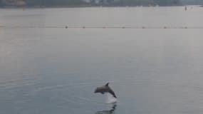 A Saint-Malo, une association multiplie les efforts pour rendre sa liberté au dauphin piégé dans la Rance.