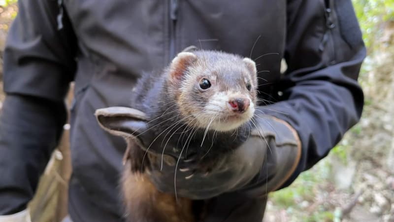 Alpes-Maritimes: le furet comme nouvelle arme de dératisation à Biot