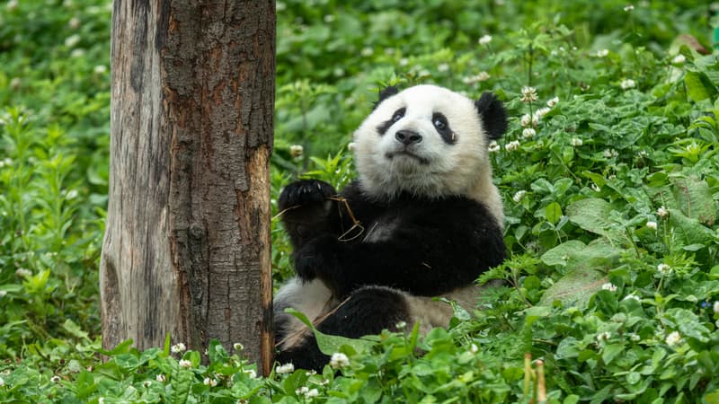 Efforts de protection, environnement menacé... Le panda géant est-il toujours en déclin?