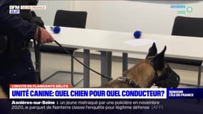 Quels sont les chiens de l'unité canine du 77 ?