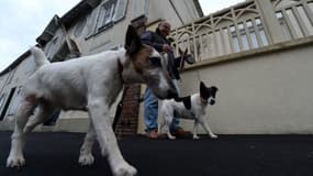 Des chiens - Image d'illustration