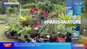 Paris: des dahlias olympiques créés dans la capitale à l'occasion des JO 2024