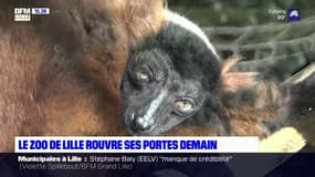 Le zoo de Lille rouvre ses portes ce samedi