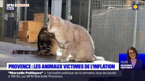 Provence: les animaux de compagnie victimes de l'inflation