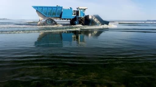 Le ramassage d'algues vertes à Saint-Michel-en-Grêve, dans l'ouest de la France, le 22 mai 2017