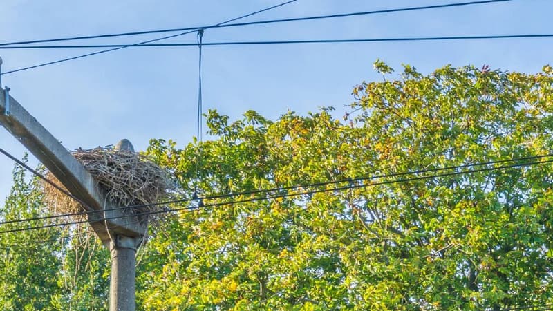 La nidification des pies a perturbé en mars 2024 le réseau francilien de Saint-Lazare