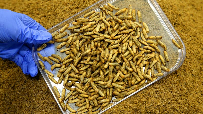"On a deux manières de mourir, soit en faisant trop petit, trop lentement, soit en allant trop vite, trop gros": après la faillite d'Ynsect, l'élevage industriel d'insectes a-t-il toujours un avenir en France?