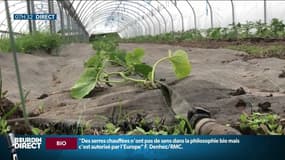 "Une tomate qui pousse à la mauvaise saison va être insipide", les serres chauffées pour produire bio ne font pas l’unanimité 