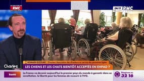 Les animaux bientôt acceptés en EHPAD ?: "L'Etat doit accompagner cette disposition"