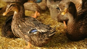 Un cas de grippe aviaire a été détecté dans le Pas-de-Calais, parmi 20 canards sauvages. (Photo d'illustration)