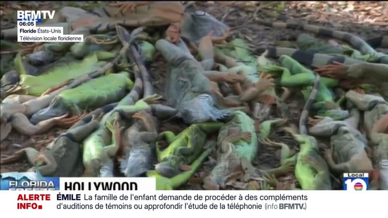 Tempête hivernale aux États-Unis: les iguanes tombent des arbres en Floride, paralysés par le froid